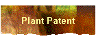 Plant Patent