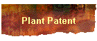 Plant Patent